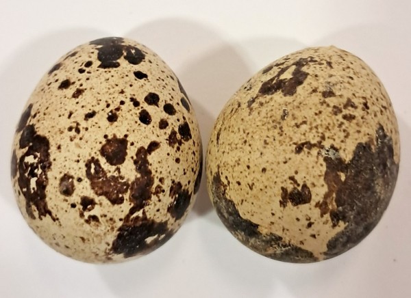 Wachteleier 60 Stück Waldkindergarten piccolina